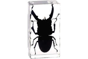 Rainbow_Road Real Insect Stag Beetle Specimen Resin Desk Paperweight Science Classroom Spade beetle Taxidermy Articulated Specimen for Science Education (Dorcus titanus plafymelus)