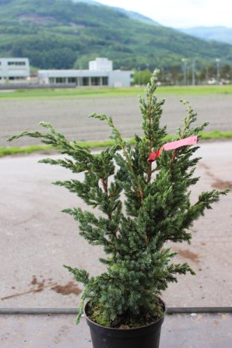 Wacholder, Blauzeder-Wacholder ‚Meyeri‘ – Im 6lt. Topf, Höhe 40-50cm - 3