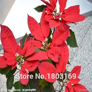 Stella Di Natale Semina.100 Pc Sacchetto Semi Di Stella Di Natale Euphorbia Pulcherrima Piante In Vaso Stagioni Di Semina Piante Da Fiore Amazon It Giardino E Giardinaggio