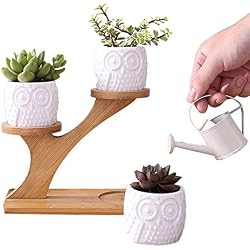 4 En 1 Lot De Vase - Pot De Fleurs Simple Créatif Blanc Plante Succulente En Céramique Motif Bouteille Treetop Bambou Étagère Planteur Créatif Ornement Sans Plante pour Décoration Home, Office, Salon