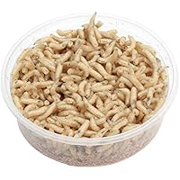 proinsects Maden 1 Liter | Fleischmaden | Angelmaden lebend