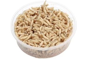 proinsects Maden 1 Liter | Fleischmaden | Angelmaden lebend