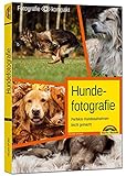 Image de Hundefotografie - Perfekte Hundeaufnahmen leicht gemacht.
