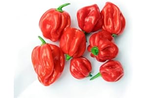 AFRICAN SPICES ONLINE Fresh HOT Scotch Bonnet Peppers 1kg