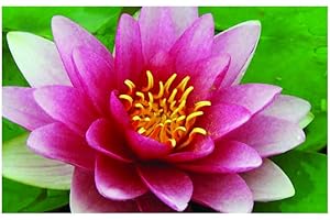 Lincolnshire Pond Plants Ltd - Rembrandt Water Lily - Live Water Plant Aquatic Pond Lake Marginal - Loose