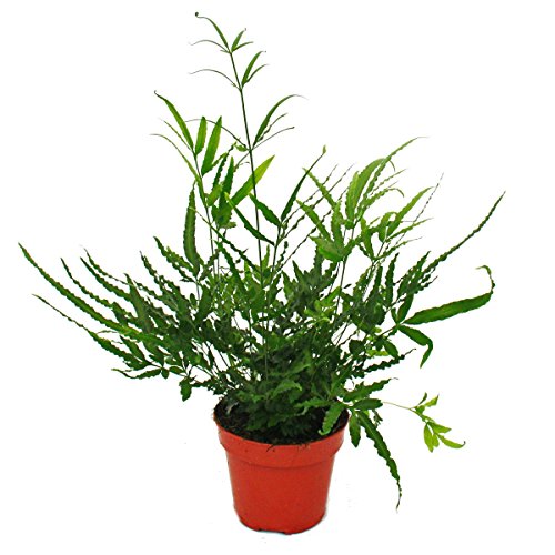 Farn - 3er Set - bestehend aus 3 besonderen Farn-Arten 12cm Topf - 