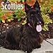 Produktbild Just Scotties 2019 Wall Calendar (Dog Breed Calendar)