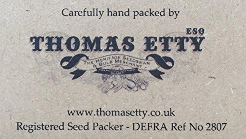 Nutley's Thomas Etty unusual &amp; heritage vegetable seeds Chilli Pepper Lemon Drop