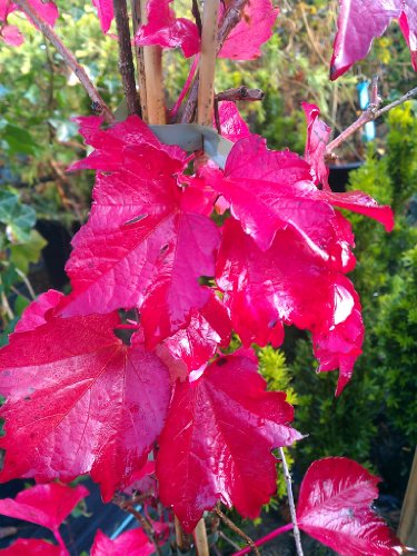 wilder Wein Parthenocissus tricuspidata Veitchii 100 cm hoch im 3 Liter Pflanzcontainer - 3
