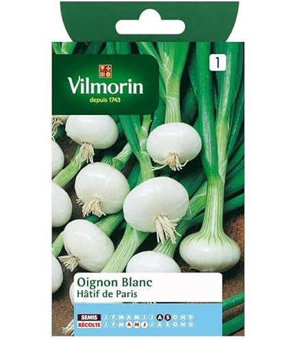 Oignon Rouge De Florence Race Simiane