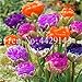 Produktbild 100 PC Bunte Bonsai Tulip (Nicht Tulip Zwiebeln) 24 Sorten Regenbogen-Tulpe Hochwertige Blumentopfpflanze Zier Bonsai: 3