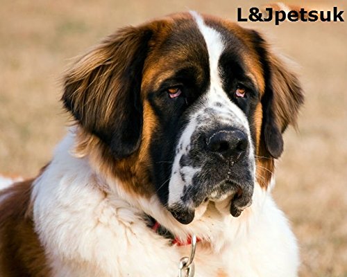 New-Strong-Metal-Wire-Basket-Dog-Muzzle-St-Bernard-and-other-big-dogs