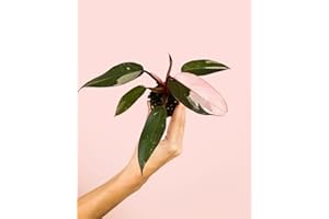 PUR PLANT Philodendron Pink Princess | Planta natural de interior tropical y exótica | Hojas variegadas en tonos rosa y verde oscuro | Elegante y decorativa | Maceta de Ø5 cm