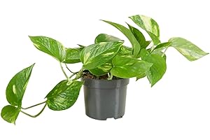 Bloomique - Scindapsus Aureum - Ivy - Hanging Plant - Indoor Plants - Climbing Plants for Indoors - Easy Care - Air Purifying - Height 10-20 cm - Pot 12 cm