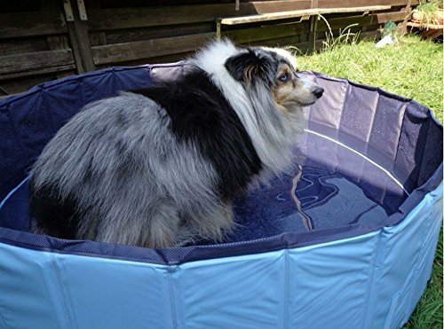 Chien Piscine Achat Vente De Chien Pas Cher