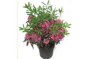 HARRO'S PFLANZENWELT Kalmia angustifolia 'rubra' - rotes Lorbeerröslein winterharter immergrüner blühender Strauch