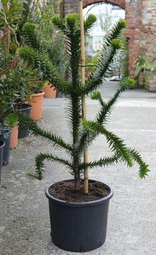 Garden Plant - Araucaria - Monkey Puzzle- Large Plant Approx 0.5M Tall by Olive Grove