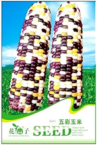 ❦ 10 Corn Seeds Corn Wheat Black And White Grain "Zea Mays Linn" Gran Turco In Original Cereal Pack