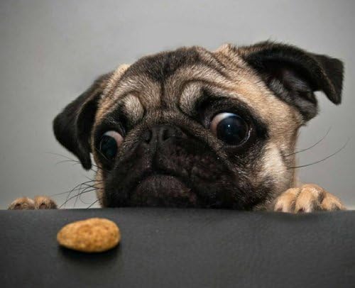 Hungry Pug - Quality Mouse Mat/Pad #2