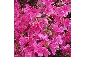 Azalea Japonica- Azalée Japonaise 25-30 cm en conteneur