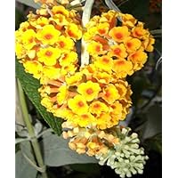 Buddleja davidii Golden Glow - Schmetterlingsstrauch - 60-80 cm