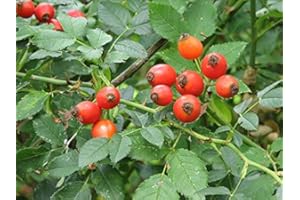 AMAZONSEEEDS ROSA CANINA PIANTA DI 2 ANNI VASO 2 LITRI 70-80 CM