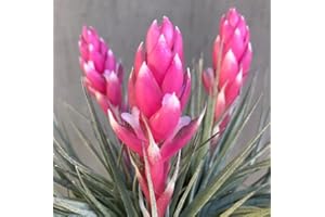 Tillandsia Cotton Candy - DECOALIVE - Planta del Aire Natural - Especie muy Exclusiva