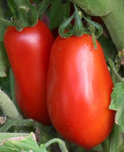 Viridis Hortus - 3 x Tomato Roma Plug Plants
