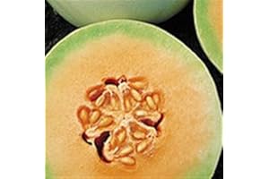 HENSITA Heirloom Heritage Melon Seeds. Honeydew Orange Flesh Certified Organic Grower