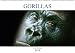 Gorillas - In der Freiheit (Wandkalender 2018 DIN A2 quer): Gorillas - die sanften Riesen (Monatskalender, 14 Seiten ) (CALVENDO Tiere) by 