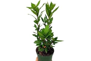 GENÉRICO Planta natural Laurel Laurus Nobilis, 30-40 cm. Arbusto perenne con hojas aromáticas. Segura Garden.