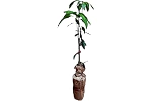 GENÉRICO Planta de Mango, arbol de variedad injertado. 90-100 Cm. Muy Productivo cosecha tras cosecha. Plantar un Mango aporta sombra, frutos nutritivos, oxígeno. Segura Garden