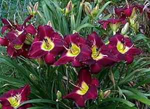 FERNSFLY IMP. Daylily | Hemerocallis | Daylilies | Day Lily Excellent Quality Flower Bulbs Aromatic Flower Plant Home Outdoor Gardening Plants Flowering Bulbs (Pack Of 10 Bela Lugosi)