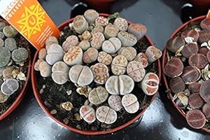 BEST4GARDEN Living Stone Mix - Large Potted Succulent - Stunning Gift for Any Occasion - Very Easy Care - Mixed lithops Succulent Plant (1)