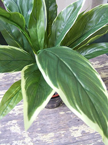 Künstliche Grünpflanze- Cordyline im Topf, grün-gelbliche Färbung, ca. 35cm hoch-Top-Qualität - 2