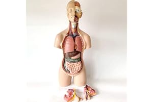 UIGJIOG Modello di Anatomia del Torso Unisex Umano 55CM del Busto Umano Organi Interni Tronco Modello del Corpo Interno Umano per Modello di Insegnamento Staccabile 19 Parti