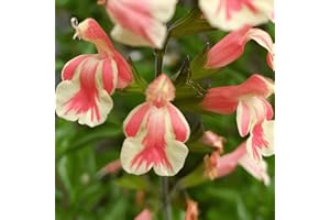 MID NURSERIES Salvia x jamensis 'Belle De Loire’- Salvia That is Ready to Plant Out- Comes Back Every Year (Hardy) - Flowers from Summer to Autumn- Loved by Bees (Middleton Nurseries) (P9(9cm Pot))