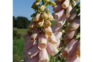 DIXIS SAMEN Abricotfarbener Fingerhut Digitalis purpurea 'Apricot' 250 Samen
