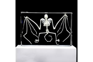 RAINBOW_ROAD Esemplare Campione di Scheletro di Pipistrello Esemplare di Animali in Blocco Acrilico Fermacarte Collezione di Resine Display Creature Aula di Educazione Scientifica