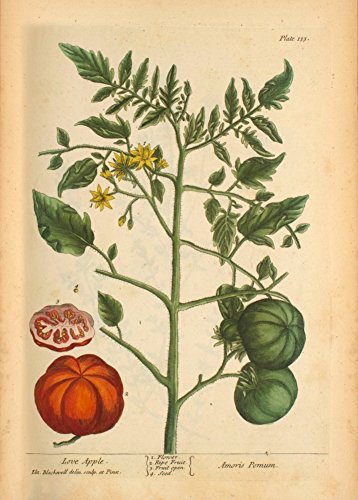 Elisabeth BLACKWELL Millésime 1737-1739 - Un Curieux Herbier TOMATE - Sur Format A3 Papiers Brillants de 250g. Affiches de Reproduction