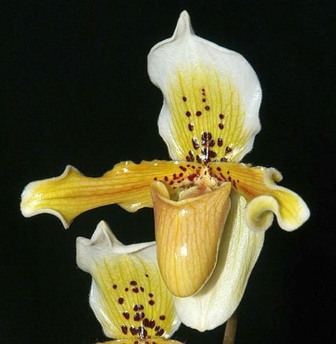 Paphiopedilum exul - Frauenschuh-Orchidee - 100 Samen