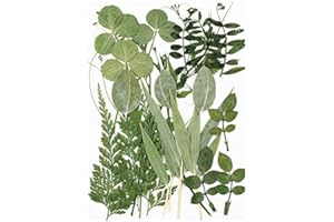 HAR LONDON FASHION Real Dried Pressed Leaves Natural Dry Leaves for Pressed Leaf Art Craft DIY Embellishment Decorations 10 Styles (# 190- Style 9)