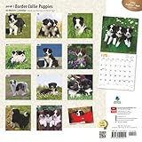 Image de Border Collie Puppies 2016 Calendar