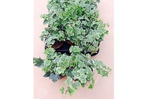 CARBETH PLANTS Hedera Ivy x 3 English Ivy Evergreen Shrub
