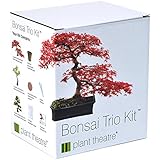 Plant Theatre Bonsai Trio Kit - 3 Distinctive Bonsai Trees to Grow.