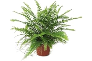 DECOALIVE Helecho Rizado para Interior y Exterior Planta Natural