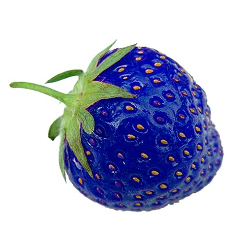 Preisvergleich Produktbild elegantstunning Erdbeeren Samen Blau, 50 Samen