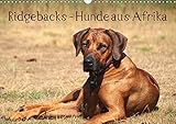 Ridgebacks - Hunde aus Afrika (Wandkalender 2018 DIN A3 quer): Faszination Rhodesian Ridgeback - ein Portrait dieser tollen Rasse (Monatskalender, 14 ... [Kalender] [Apr 01, 2017] Bodsch, Birgit by 