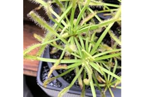 BRYNCIR GARDEN CENTRE Drosera Paradoxa- Carniverous House Plant- 1x 9cm Potted Plant