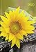 Lady-Timer Sonnenblume 2020: Buchkalender - Terminplaner. 1 Woche 4 Seiten. Format: 11 x 15,3 cm by 